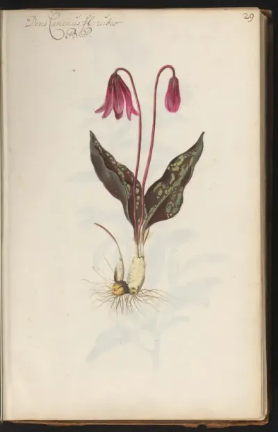 Ontplooiende hondstand (Erythronium dens-canis)