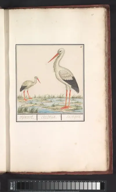 Ooievaar (Ciconia ciconia)