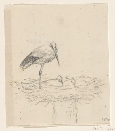 Ooievaar op nest