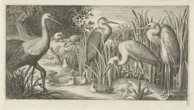 Ooievaars en eenden bij een poel