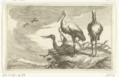 Ooievaars in een nest
