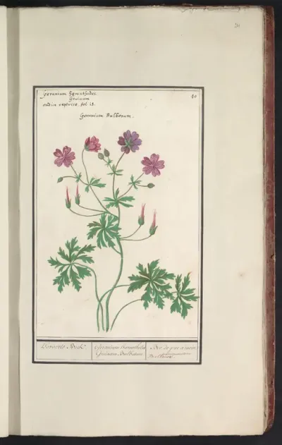 Ooievaarsbek (Geranium)