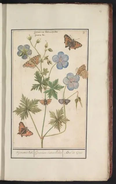 Ooievaarsbek, waarschijnlijk beemdooievaarsbek (Geranium pratense)