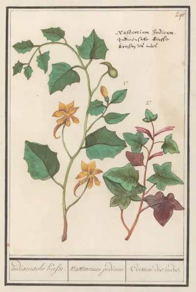 Oost-Indische kers (Tropaeolum majus)