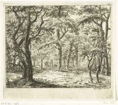 Open plek in het bos