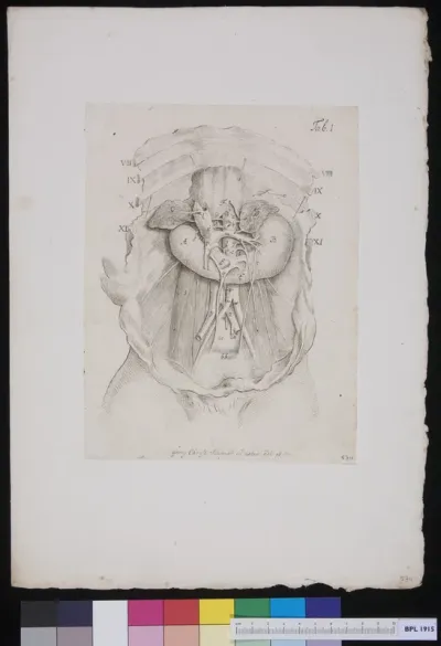 Opened abdomen with location stomach and arteries