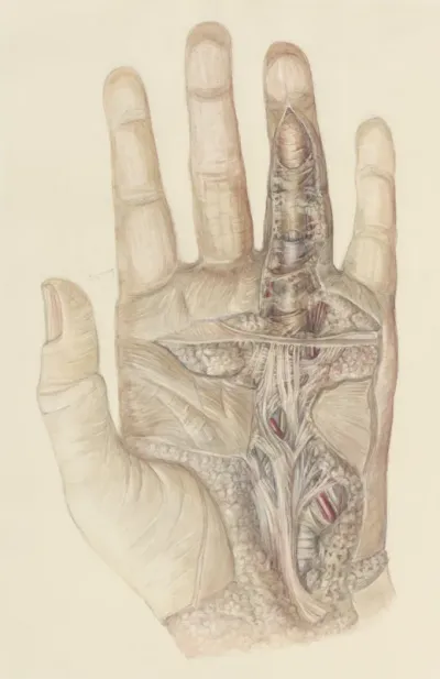 Opened hand