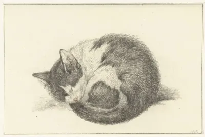Opgerold liggende, slapende kat