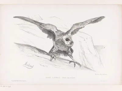 Opgeschrikte roofvogel