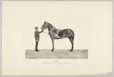 Opgetuigd legerpaard, en profil gezien