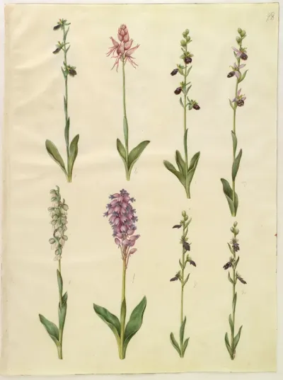 Ophrys apifera eller Ophrys sphegodes (bi-flueblomst eller tidlig flueblomst); "Orchis simia" (fantasiblomst); Ophrys apifera (bi-flueblomst); Orchis (gøgeurt); Orchis militaris (ridder-gøgeurt); Ophrys insectifera (almindelig flueblomst)