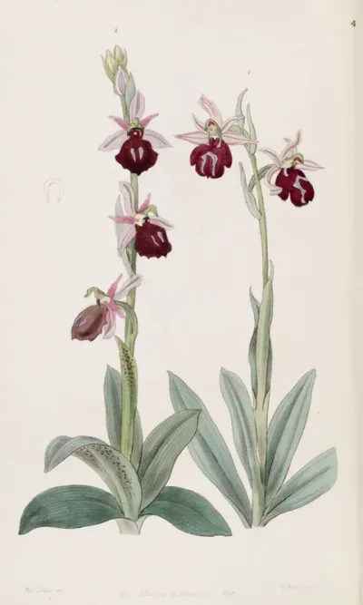 Ophrys ferrum equinum and Ophrys bombyliflora