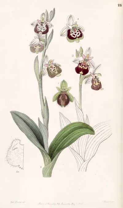 Ophrys fuciflora or Ophrys holoserica