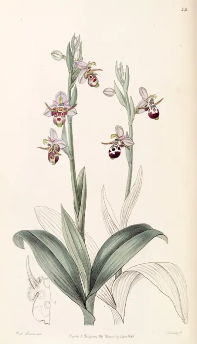 Ophrys scolopax subsp. cornuta