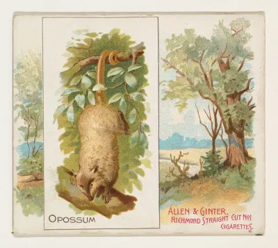 Opossum, from Quadrupeds series (N41) for Allen & Ginter Cigarettes