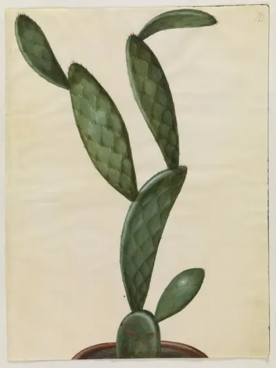 Opuntia monacantha (entornet figenkaktus)