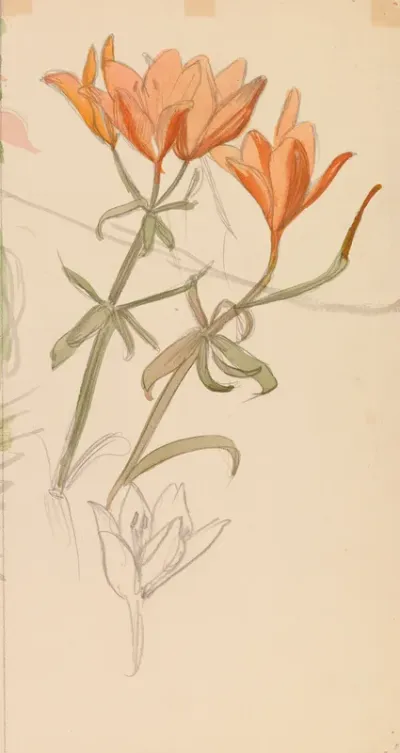 Orange Lilies