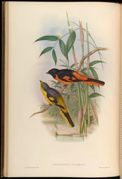 Orange Pericrocotus