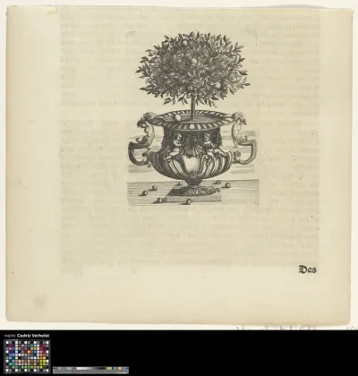 Orange tree in an ornamental vase