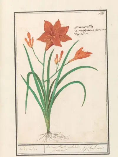Oranje daglelie (Hemerocallis)