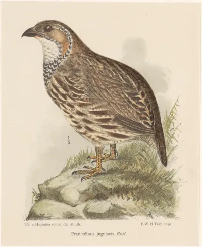 Oranjerivier francolijn (Francolinus levaillantoides jugularis)