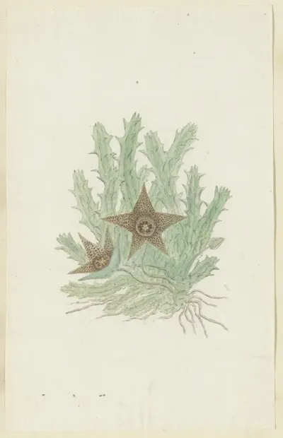 Orbea verrucosa (Masson) Haw. (Hirsute Stapelia)