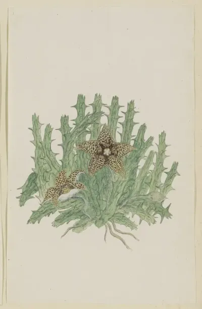 Orbea verucosa (Masson) L.C. Leach.
