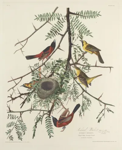 Orchard Oriole