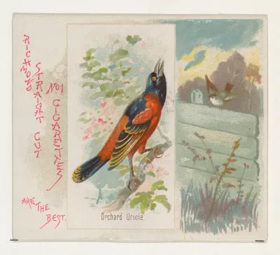 Orchard Oriole, from the Song Birds of the World series (N42) for Allen & Ginter Cigarettes