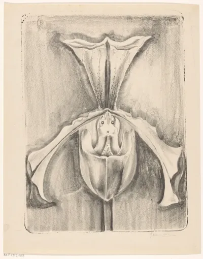 Orchidee