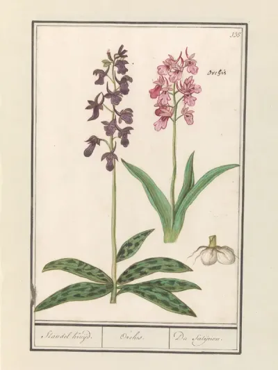 Orchidee (Orchidaceae)