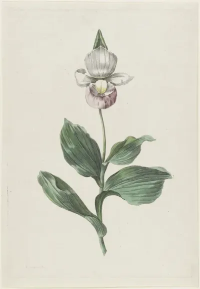 Orchidee Vrouwenschoentje (Cypripedium reginae Walter)