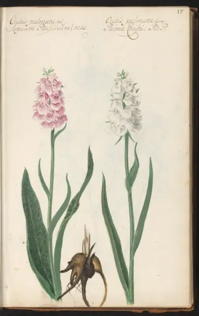 Orchideeën en wortelknol (Dactylorhiza maculata en Dactylorhiza sambucina)