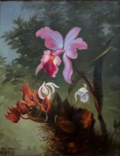 Orchids