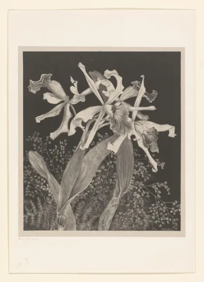 Orchids