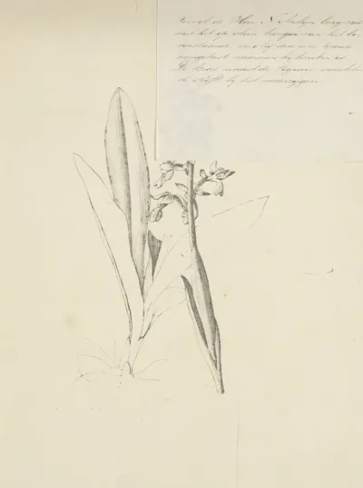 Orchis mascula