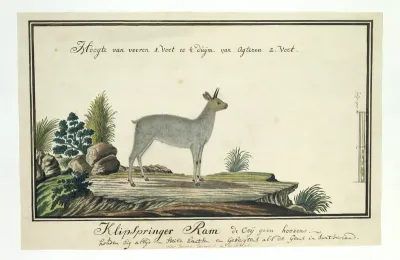 Oreotragus oreotragus (Klipspringer)