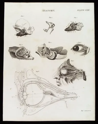 Organs of sensation: eight figures of the ear and eye