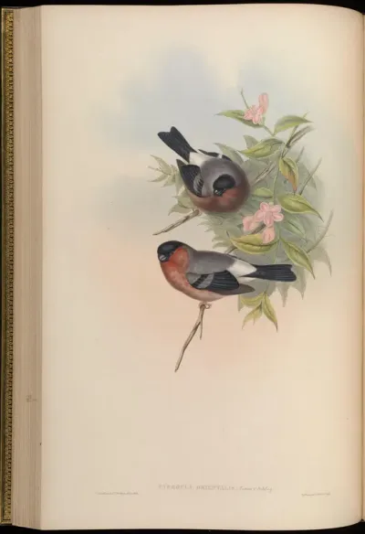 Oriental Bullfinch