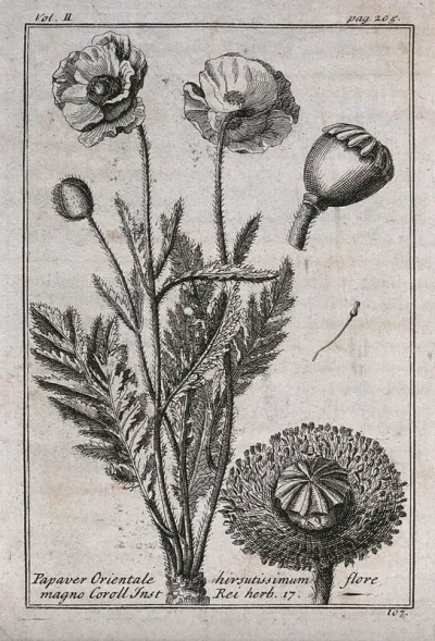 Oriental poppy (Papaver orientale): flowering stem and floral segments