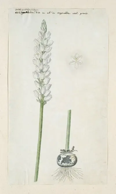 Ornithogalum conicum Jacq.