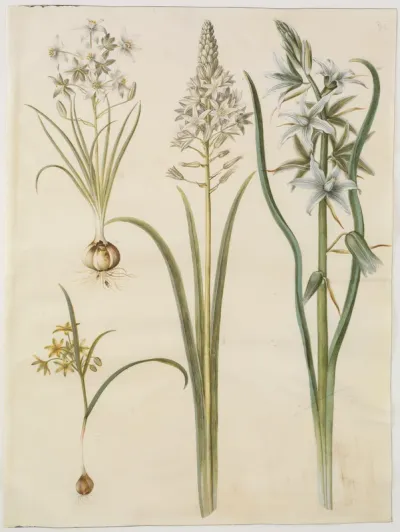 Ornithogalum umbellatum (kost-fuglemælk); Ornithogalum pyramidale (pyramide-fuglemælk); Gagea lutea (almindelig guldstjerne); Ornithogalum nutans (nikkende fuglemælk)