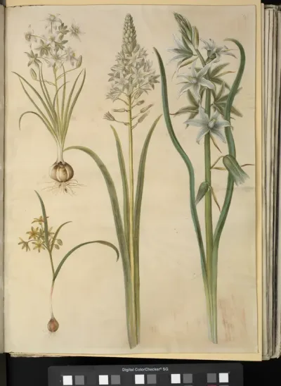Ornithogalum Umbellatum; Ornithogalum Pyramidale; Gagea Lutea; Ornithogalum Nutans