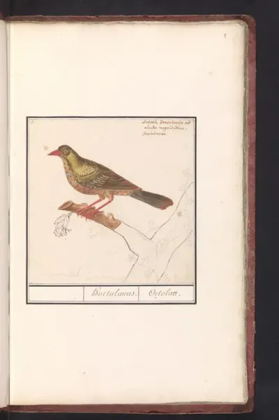 Ortolaan (Emberiza hortulana)