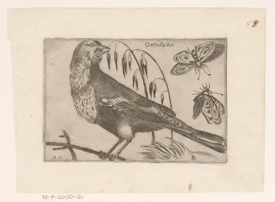 Ortolaan (Emberiza hortulana)