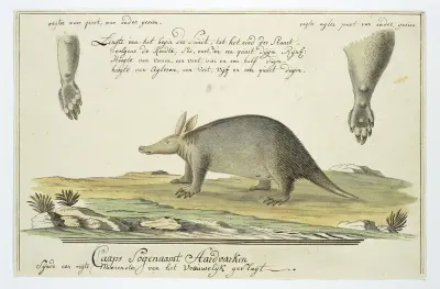 Orycteropus afer (Aardvark)
