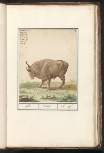 Os (Bos taurus)