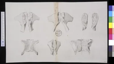 Os pubis, cross sections