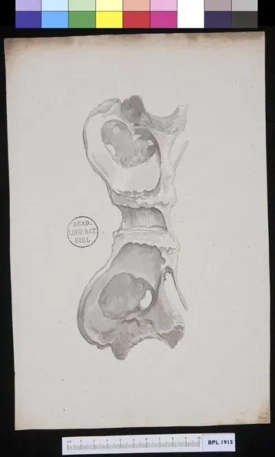 Os pubis