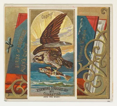 Osprey, from the Birds of America series (N37) for Allen & Ginter Cigarettes